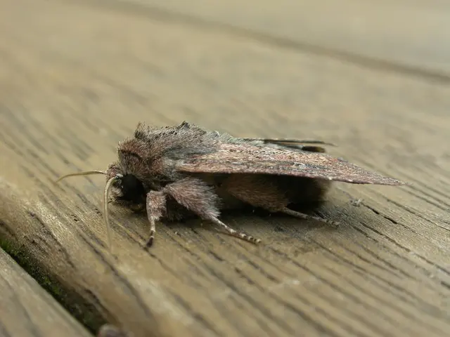 Transform Your Living Area with Smartex: Leading Provider of Insect Screens