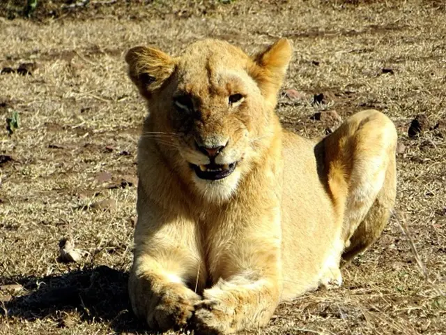 A child was bitten by a mountain lion during an unexpected attack during a family outing along a...