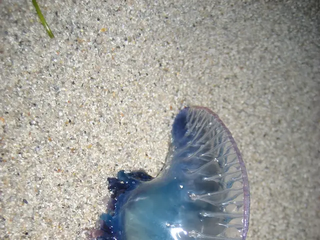 Large Garden Incense Sticks - Overpowering Pest Control with Incredible Fragrances for Outdoor...