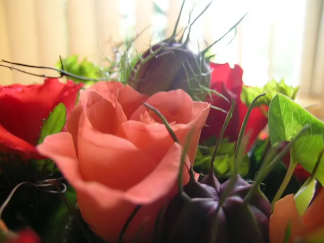 Guide for Germinating a Peach Pit to Cultivate Your Personal Tree