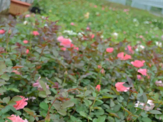 Robust Knock Out Rose Selection - for an exhilaratingly passionate border and extended periods of...