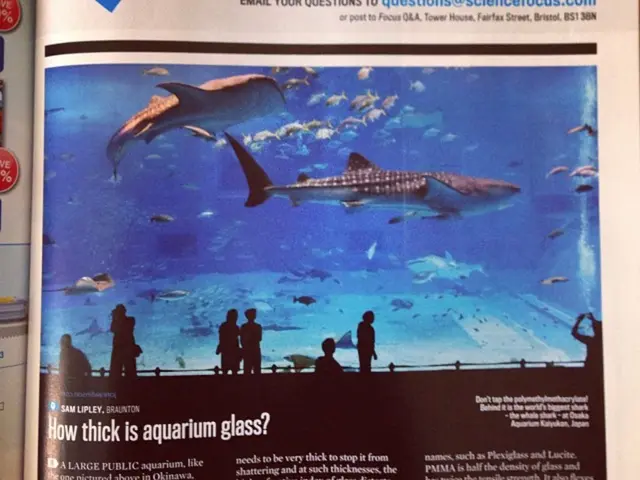 Lake Maggiore's Final Fishermen Successfully AvoidedExtinction as Co-op Survived