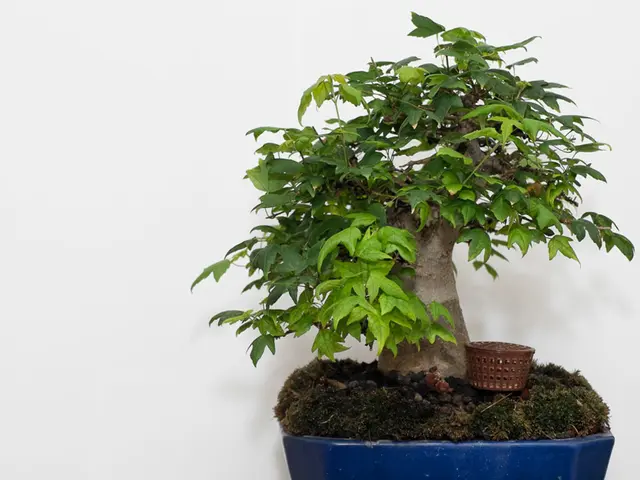 Essential Guidelines for Bonsai Novices: Crucial Tips and Methods