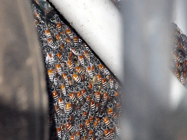 Beekeepers in RLP express contentment