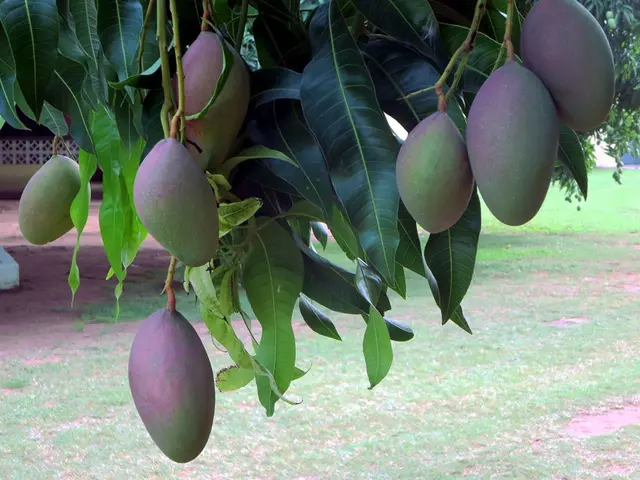 Mango Groves Tales from Getfarms: Narratives Recounted by Our Visitors