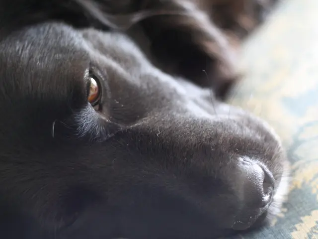 Dog enthusiasts are vocalizing their appreciation for a chilling mat for canines, and I've...