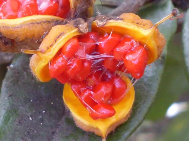 Cultivate your edibles in June