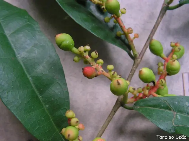 Guide for Pruning and Nurturing a Fig Tree