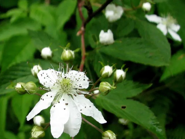 Enhance Your Property's Exterior Charm with These Top 5 Stunning Front Yard Trees