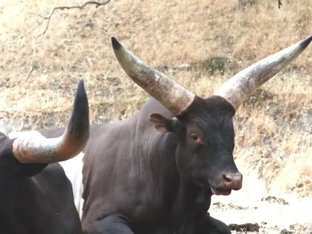 In Bavaria, what regions are home to the majority of livestock populations