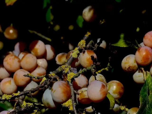 Guide for cultivating plums