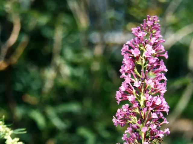 Toughest Flora Choices for Your Backyard Garden