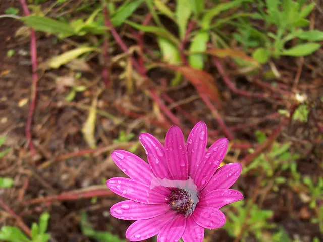 Best Practices for Watering Alcea Rosea (Hollyhocks): Timing and Techniques