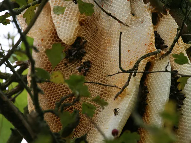 Pruning Bee Balm: A Guide on When and How, accompanied by Expert Advice on the Best Pruning Methods