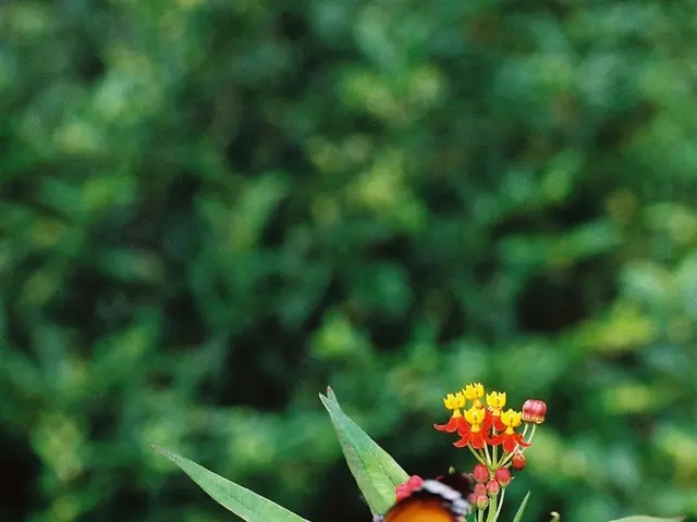 Garden-Filling Butterfly Magnets: 14 Varied Flora Attractions