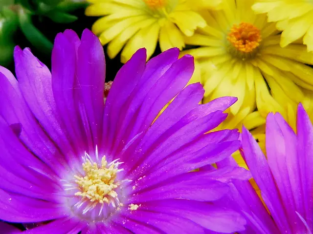 Transform the Serenity of Your Garden with 11 Captivating Annuals Sporting a Blue Hue