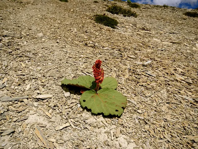 Tending to Your Jade Plant (Crassula ovata): A Guide for Houseplant Lovers