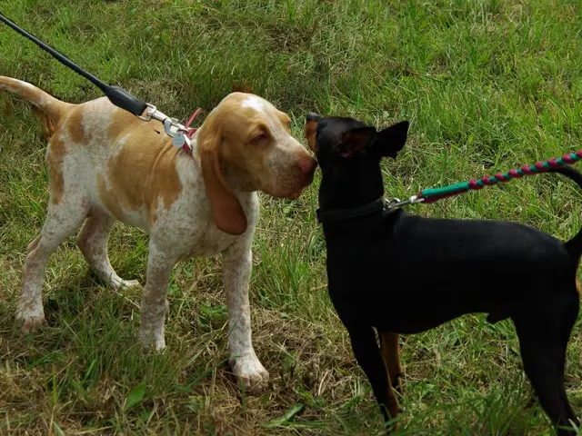Dog Prong Collars: An Expert Outlines Three Convincing Reasons Against Their Use on Canine Pets