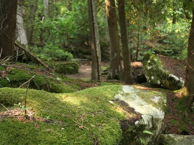 Transitioning Greenery: Moving Plants from Sphagnum Moss to Soil