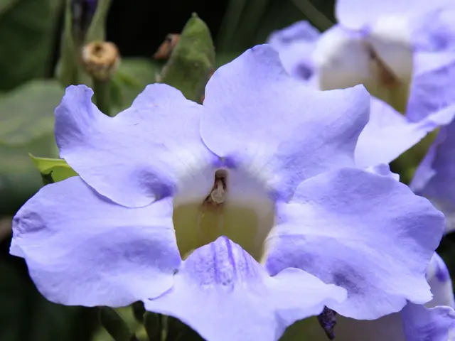 Rapidly Proliferating Garden Plants Filling Vacant Territories: A List of 17 Perennials