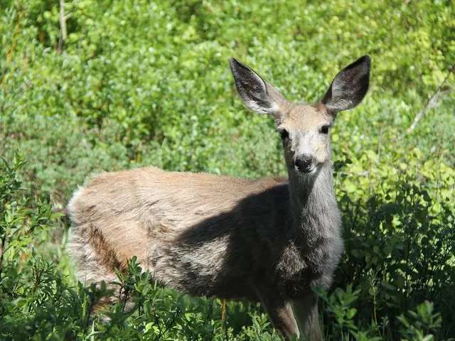 Disappearing Mystery: Do Deer Consume Tomatoes and Tomato Crop?