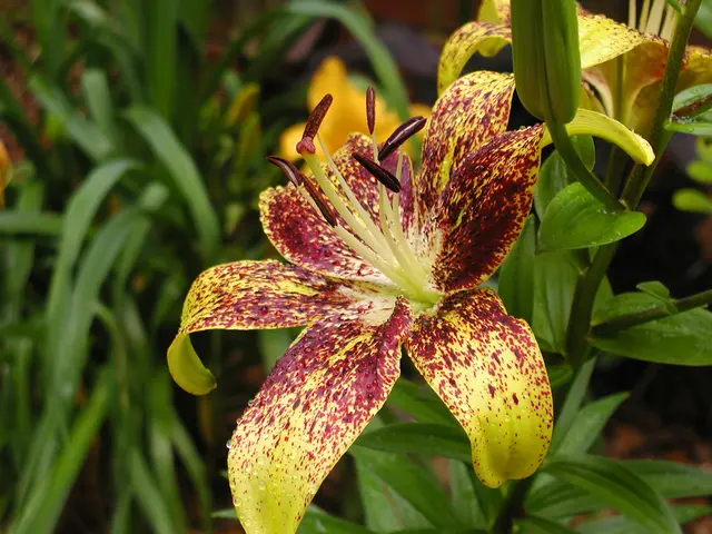 Easy-to-Cultivate Flora for Green Thumbs of All Skill Levels