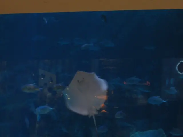 What Light is Ideal for Illuminating the Corals in Your Aquarium?