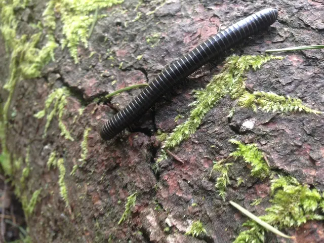 Bridge Over Worm, Munich Witnesses English Language Sign Update