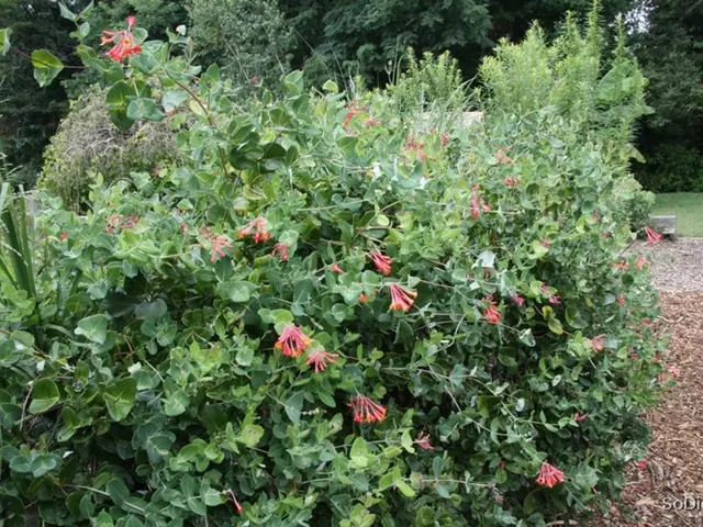 "Interview with Donna Letier: Unveiling Her 'I Grew That' Experiences"