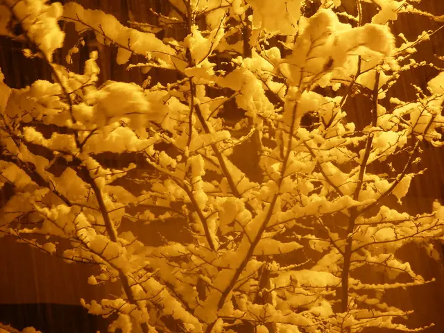 Tips for Making Burlap Wraps for Winter Tree Protection