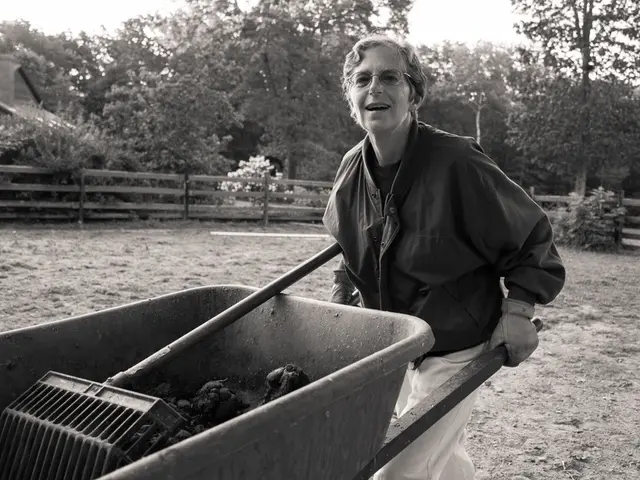Cultivating Resilient Dock Weed, specifically Rumex patientia, in UK Garden Plots and Food Forest...