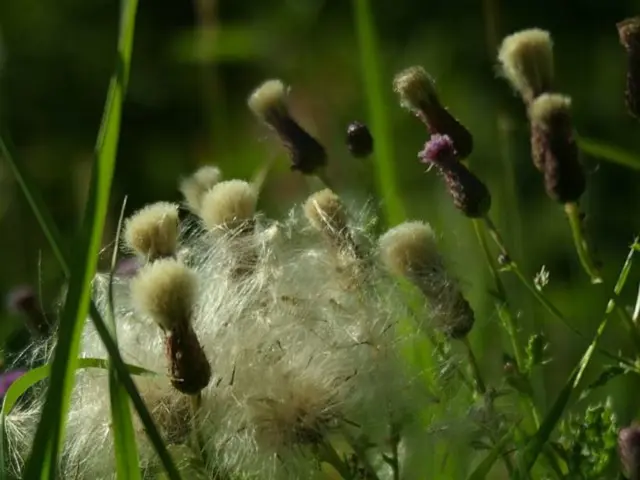 Six Arguments Against Employing "Weed 'n Feed" on Your Garden Turf