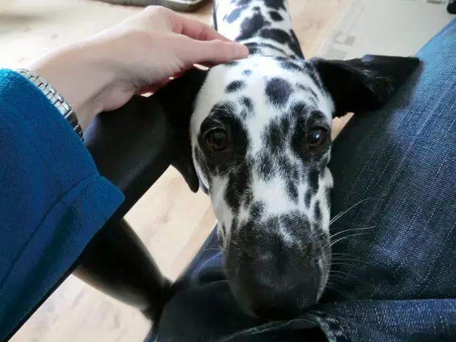 Enhancing Canine Recall: A Comprehensive Guide for Instilling Dependable Responses in Your Dogs