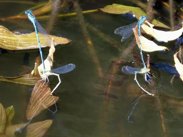 Creating a Backyard Pond for Local Wildlife Attraction and Sustenance