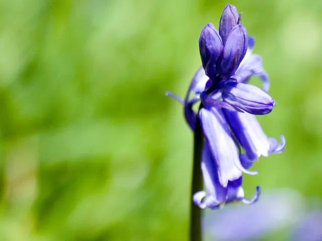 Frequency of Orchid Blooms and Techniques to Boost Flower Production Frequencey