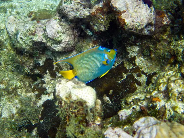 First Position in the Wide Angle Ocean Art Competition 2019, Awarded to Nicholas More