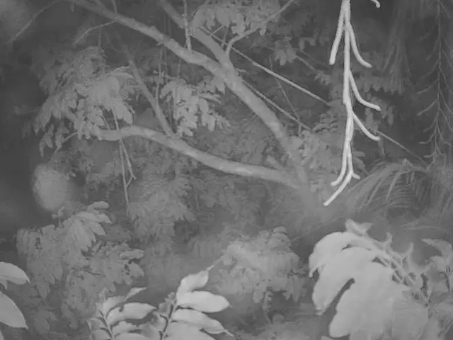 City of Meissen seeks a sponsor for rare tree species