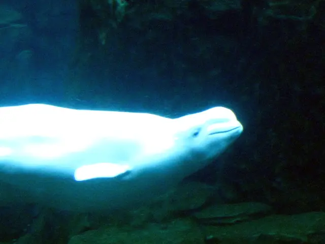 Interacting marine mammals: Whales and dolphins enjoy mutual play centered around fleas