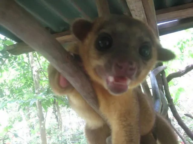 Over 147 animals have been admitted to the animal shelter during the summer break period.