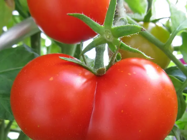 Tomatoes under threat: Fitoftor's advance and last-minute strategies for salvation