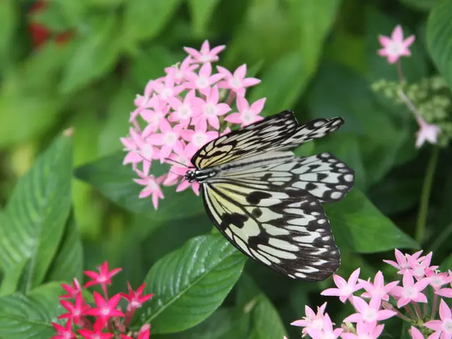 Enhancing Your Garden's Allure for Butterflies