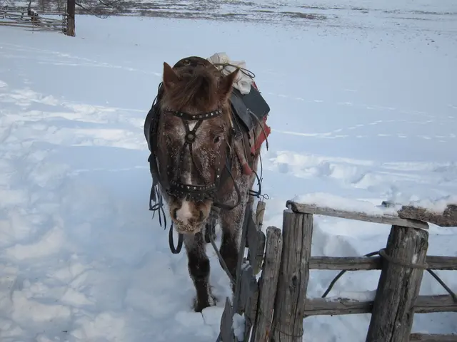 In Köfering, the Johannis hospice pays a visit to "Lydia's Donkey Sanctuary" located at Eselhof