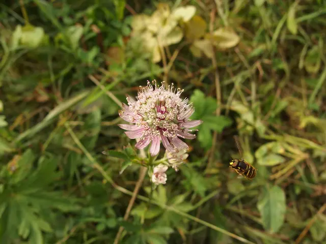 If Herbivorous Pests are Harming Your Vegetation, Provide Them an Alcoholic Beverage as an...