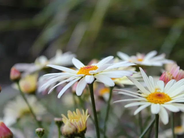 Blooms from Peonies Faltering? Explore Six Common Causes and Strategies to Bolster Flower...