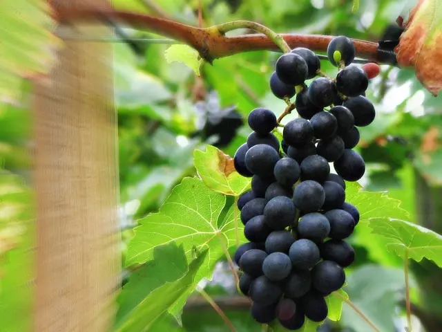 Dry wine production in Belarus is bolstered by native grape varieties uniquely theirs