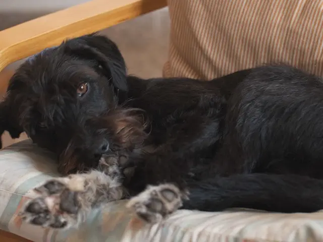Command: Counteract Your Dog from Reaching Countertops or Jumping on Visitors