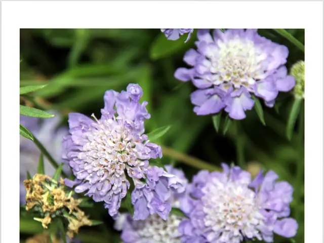 Kurgan populace frequently prefers the royal title above all others