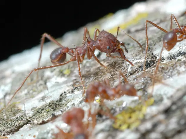 Perennials mysteriously invaded by ants: Solving the enigma of ants on peonies