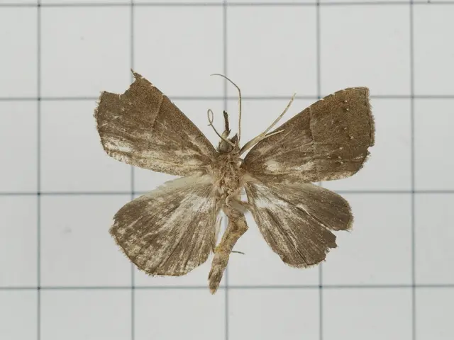 Ready for an Unforeseen Pest Crisis: Emergency Pest Control Tips