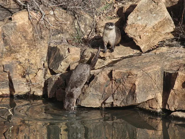 Nature Trek: Exploring the Wildlife